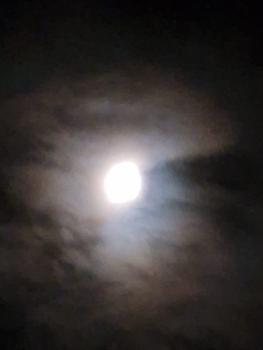 Preview: Falter- und Fledermaus-Oase